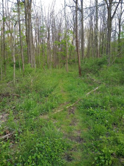 Chittenango Creek Walk - Chittenango, NY