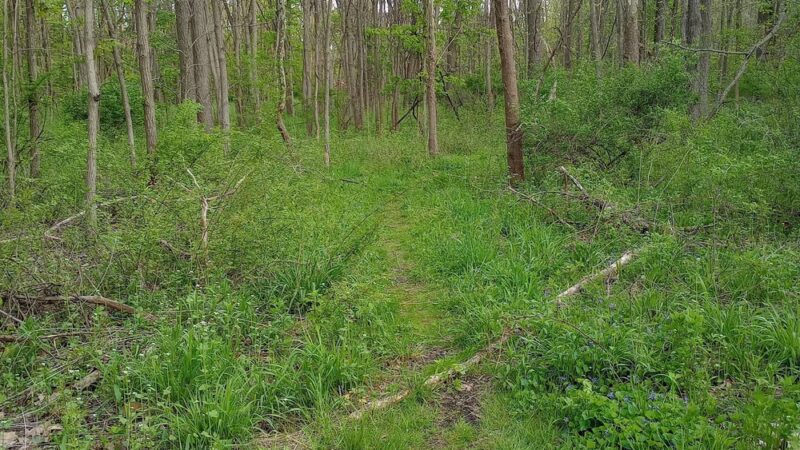 Chittenango Creek Walk - Chittenango, NY