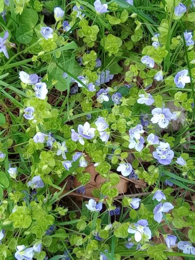 Chittenango Creek Walk - Chittenango, NY
