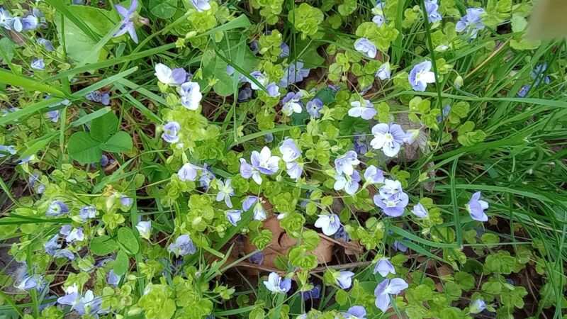 Chittenango Creek Walk - Chittenango, NY