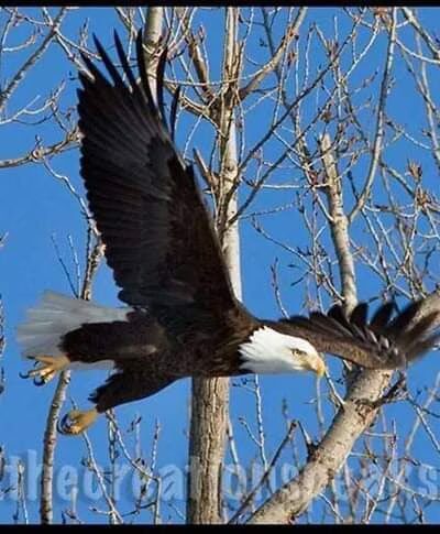 Coello Village Park - Christopher, IL