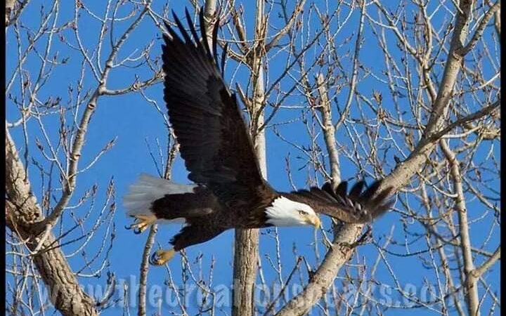 Coello Village Park - Christopher, IL