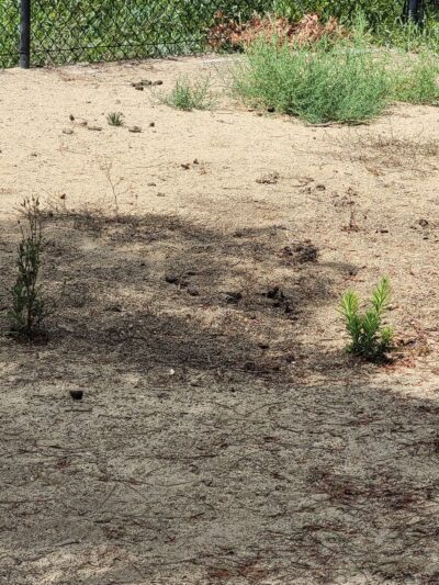 Dog park - Chula Vista, CA