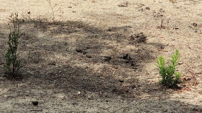 Dog park - Chula Vista, CA