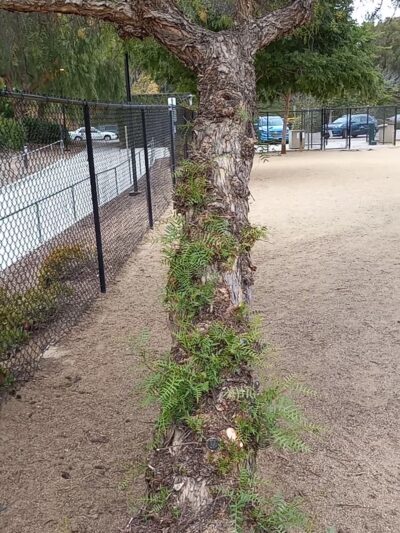 Dog park - Chula Vista, CA