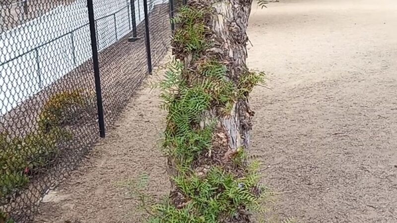 Dog park - Chula Vista, CA