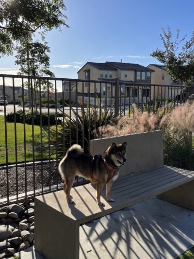 Escaya Dog Park - Chula Vista, CA