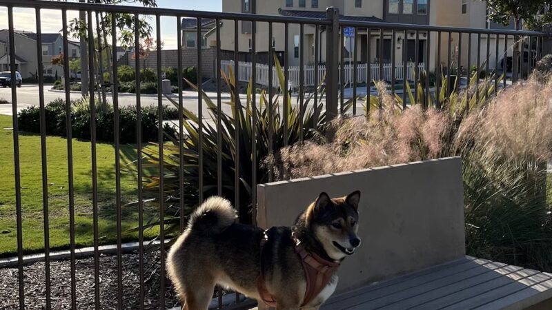 Escaya Dog Park - Chula Vista, CA