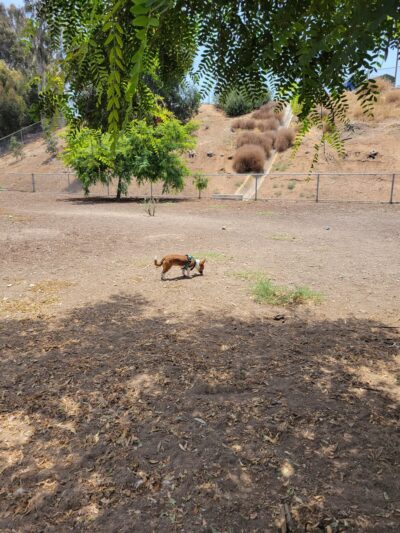 Eucalyptus Dog Park - Chula Vista, CA