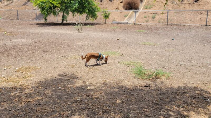 Eucalyptus Dog Park - Chula Vista, CA