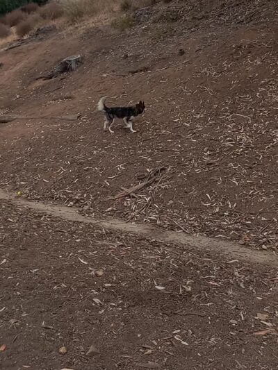 Eucalyptus Dog Park - Chula Vista, CA
