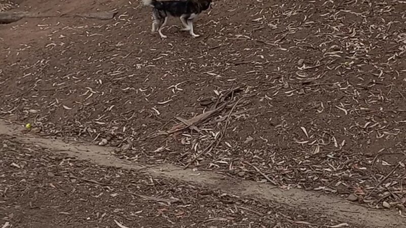 Eucalyptus Dog Park - Chula Vista, CA