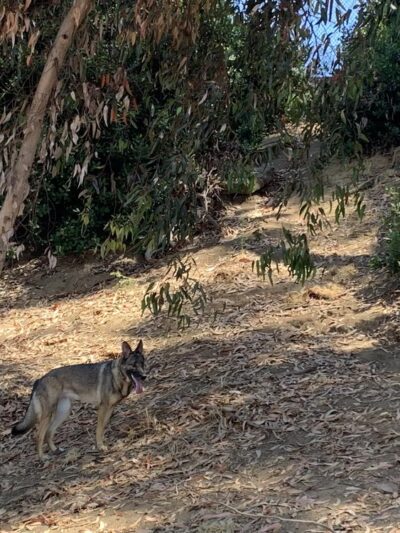 Eucalyptus Dog Park - Chula Vista, CA