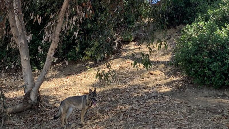 Eucalyptus Dog Park - Chula Vista, CA