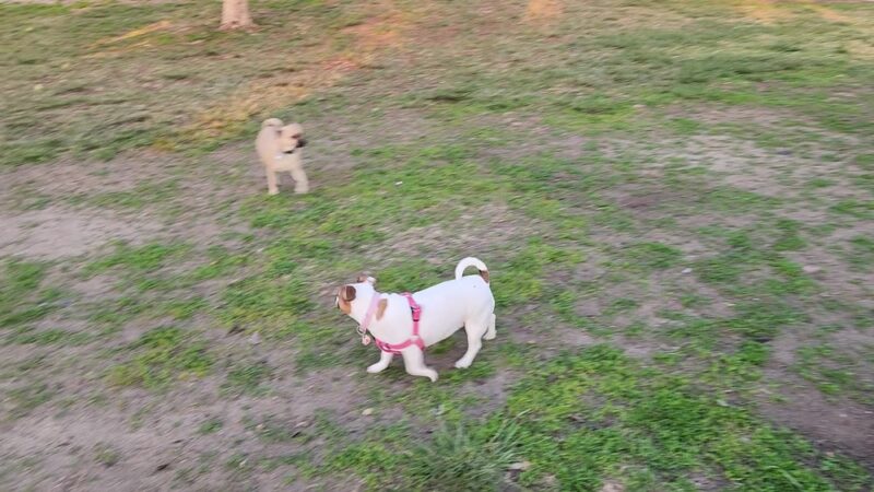 Mount San Miguel Community Park Dog Park - Chula Vista, CA