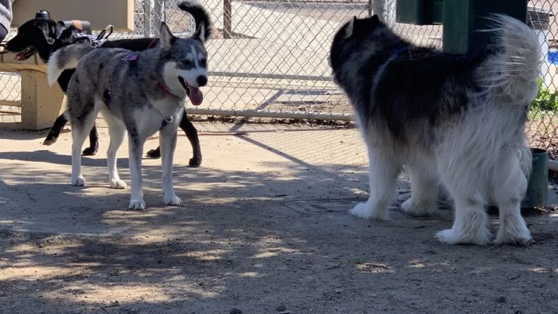 Mount San Miguel Community Park Dog Park - Chula Vista, CA