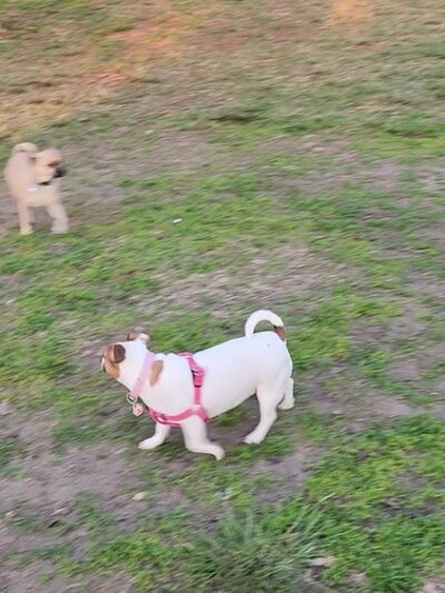 Mount San Miguel Community Park Dog Park - Chula Vista, CA