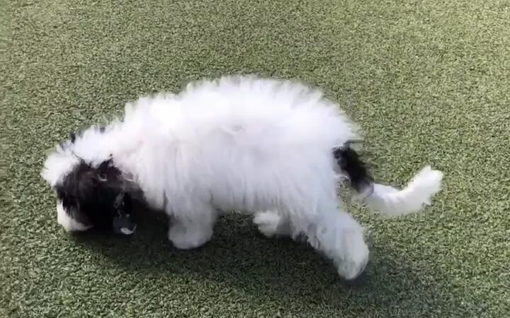 Otay Ranch Town Center - Dog Park East - Chula Vista, CA