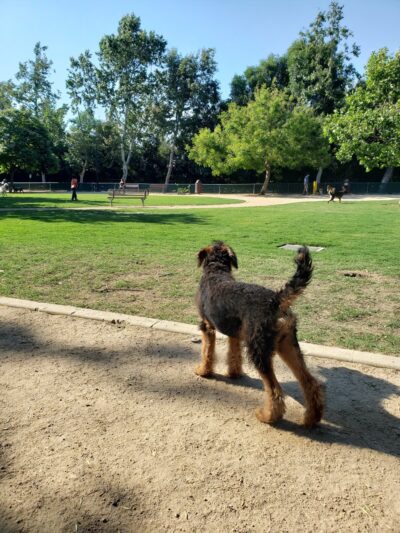 Claremont Pooch Dog Park - Claremont, CA