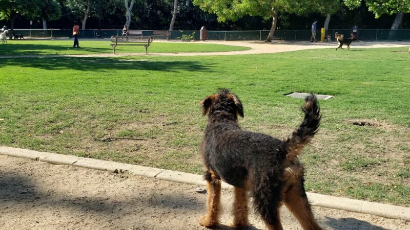 Claremont Pooch Dog Park - Claremont, CA