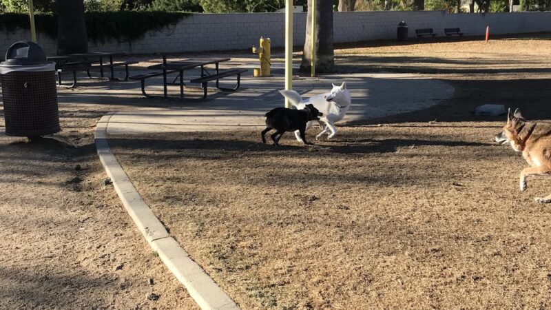 Claremont Pooch Dog Park - Claremont, CA