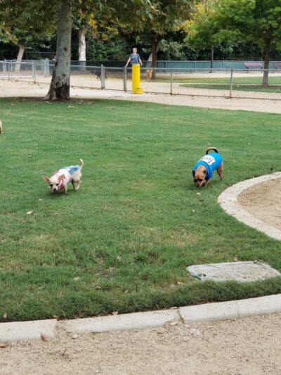 Claremont Pooch Dog Park - Claremont, CA