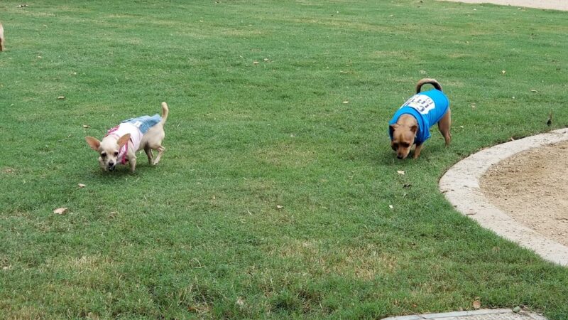 Claremont Pooch Dog Park - Claremont, CA