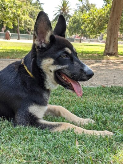 Claremont Pooch Dog Park - Claremont, CA