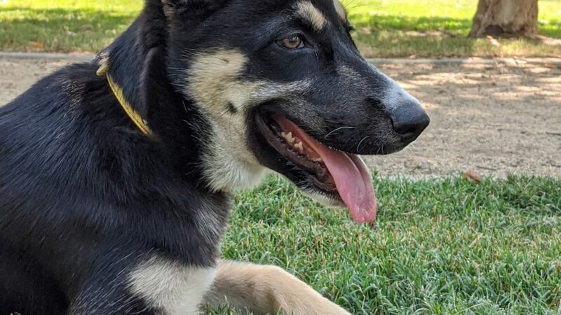 Claremont Pooch Dog Park - Claremont, CA