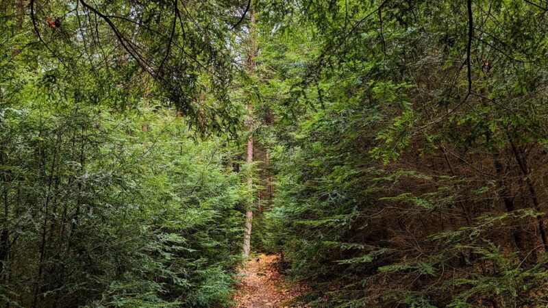 Clarion Loop Trail - Clarion, PA