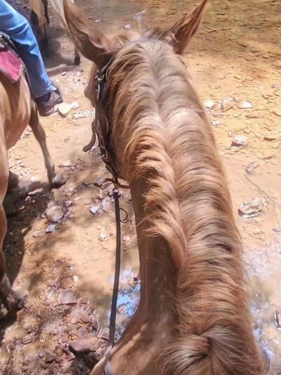 Cook Forest Scenic Trailride, Dude Ranch, and Campground - Clarion, PA