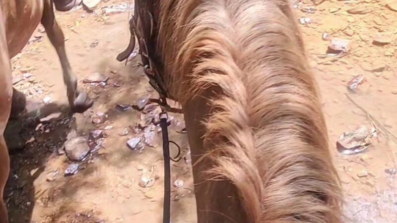 Cook Forest Scenic Trailride, Dude Ranch, and Campground - Clarion, PA