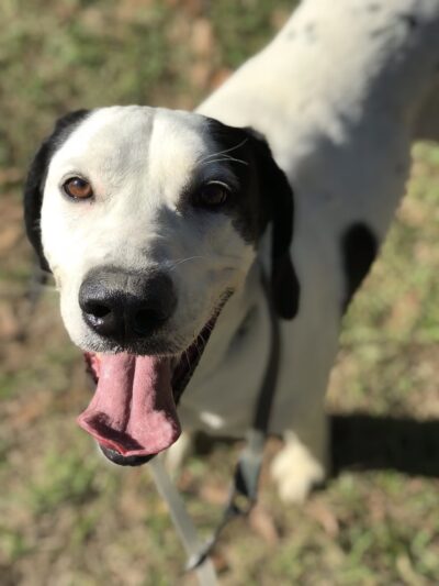 Humane Society of Barbour County - Clayton, AL