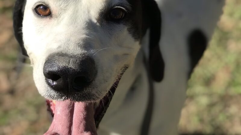 Humane Society of Barbour County - Clayton, AL