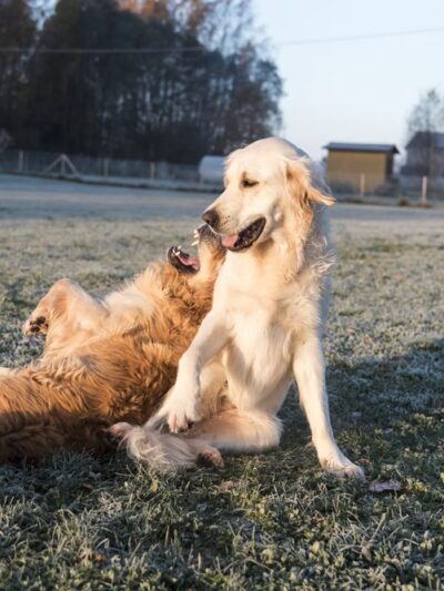 Training Tails - Clayton, DE