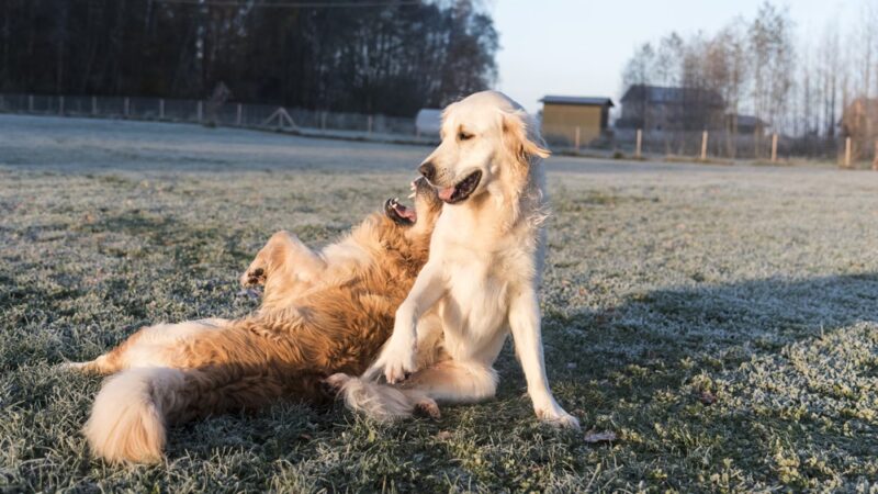 Training Tails - Clayton, DE