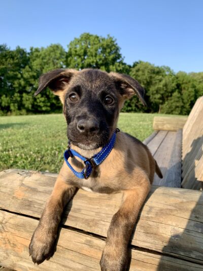 Training Tails - Clayton, DE