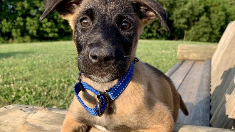 Training Tails - Clayton, DE