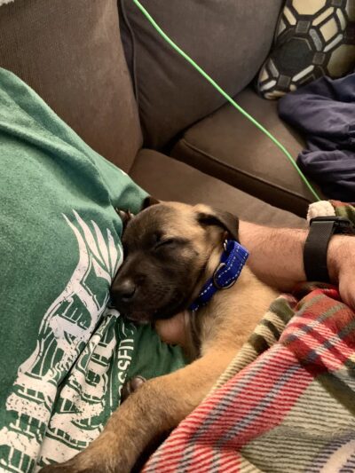 Training Tails - Clayton, DE