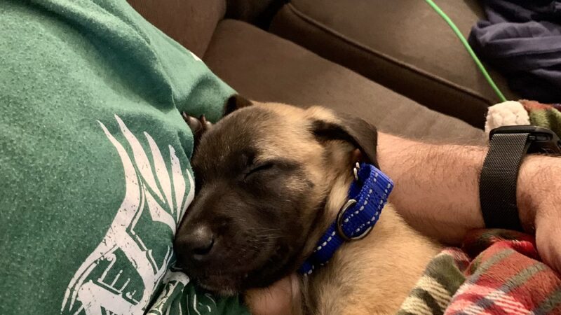 Training Tails - Clayton, DE