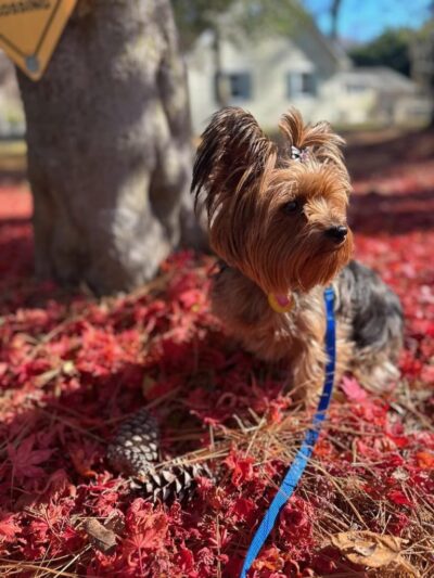 Training Tails - Clayton, DE