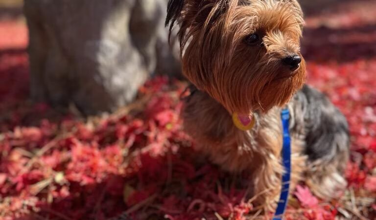 Training Tails - Clayton, DE