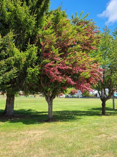 Centennial Park - Cle Elum, WA