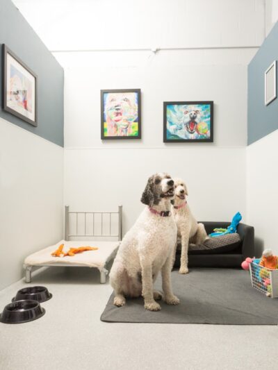 Bay Paws Pet Resort - Clearwater, FL