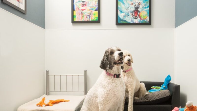 Bay Paws Pet Resort - Clearwater, FL