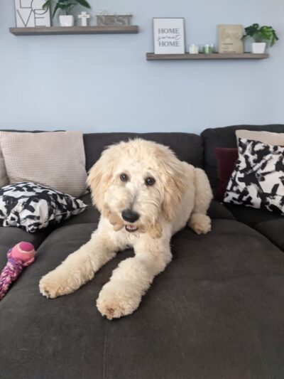 Bay Paws Pet Resort - Clearwater, FL