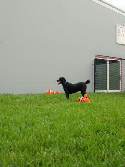 Bay Paws Pet Resort - Clearwater, FL