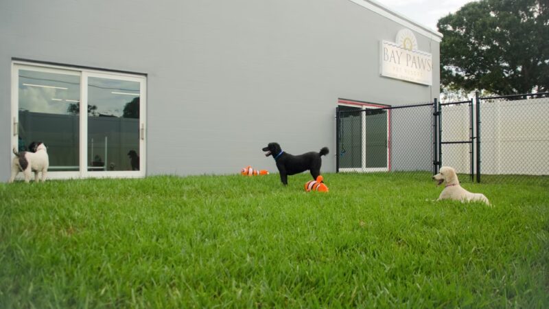 Bay Paws Pet Resort - Clearwater, FL