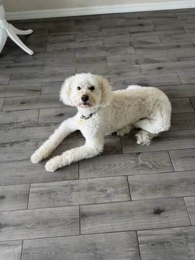 Bay Paws Pet Resort - Clearwater, FL