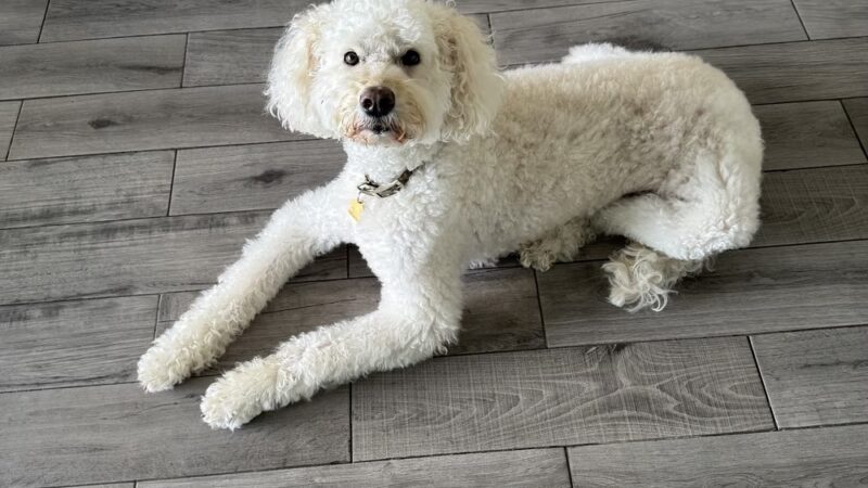 Bay Paws Pet Resort - Clearwater, FL